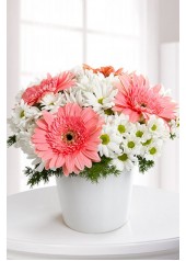 Gerbera-Papatya Arajman